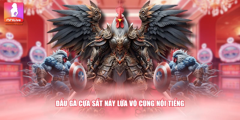 Đấu gà cựa sắt nảy lửa vô cùng nổi tiếng